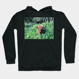 Scottish Highland Cattle Calf 1810 Hoodie